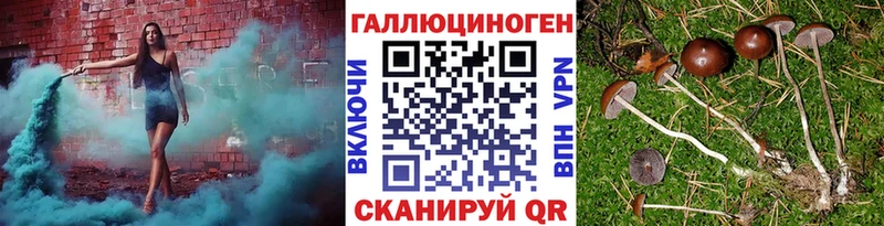 купить наркотики сайты  Багратионовск  Галлюциногенные грибы Psilocybe 